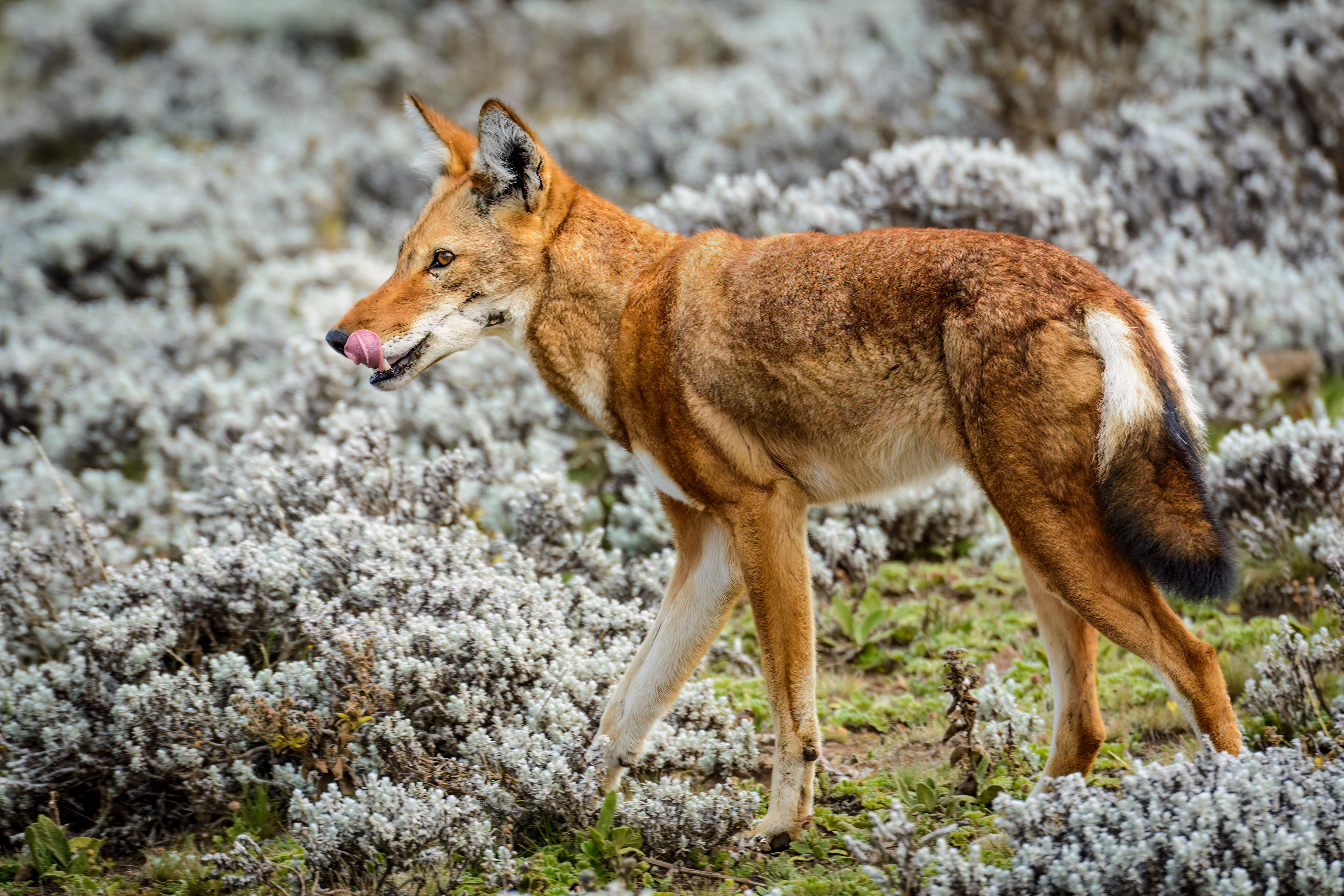 How AWF Is Protecting The Ethiopian Wolf A Conversation With Tibebu how-awf-is-protecting-the-ethiopian-wolf-a-conversation-with-tibebu